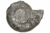 Jurassic Fossil Ammonite (Grammoceras) - United Kingdom #219980-1